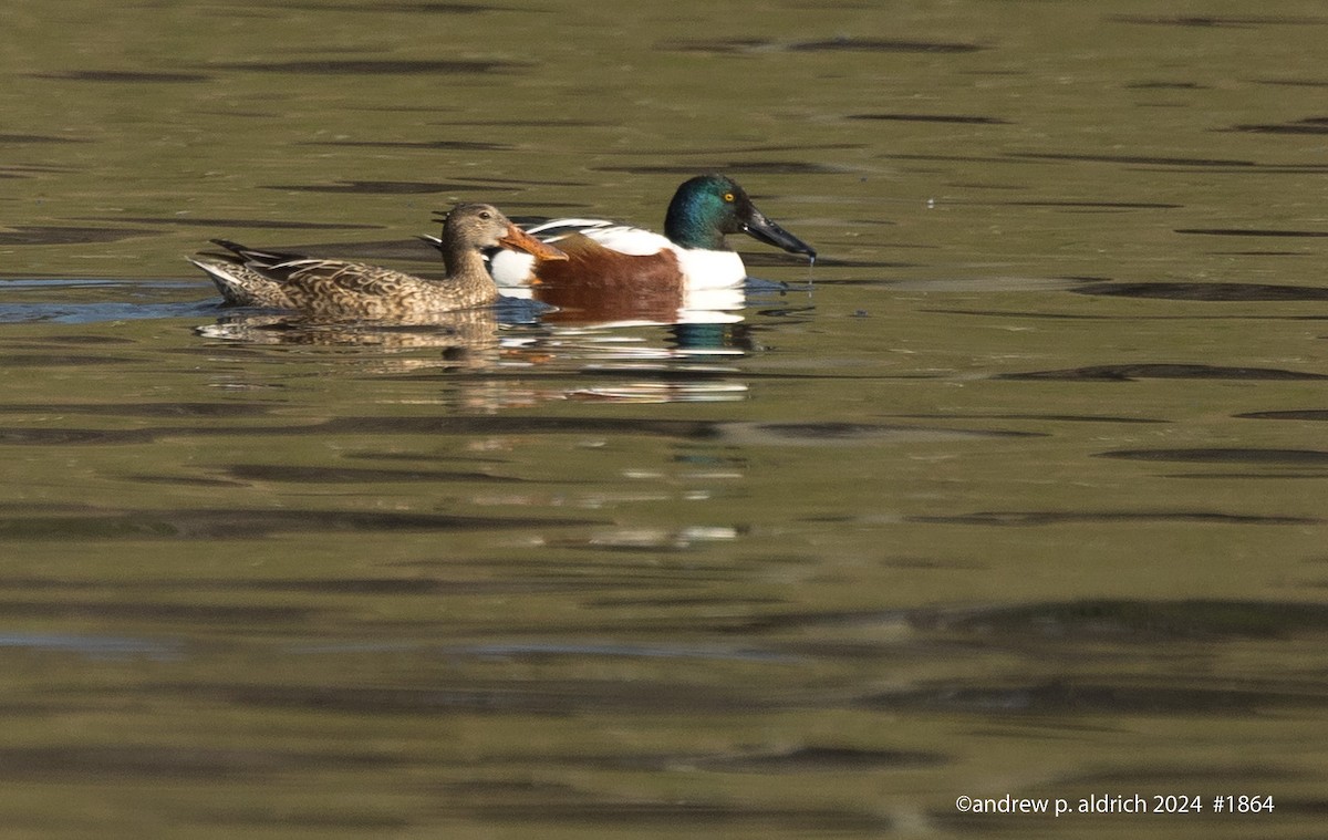 Northern Shoveler - ML620316824