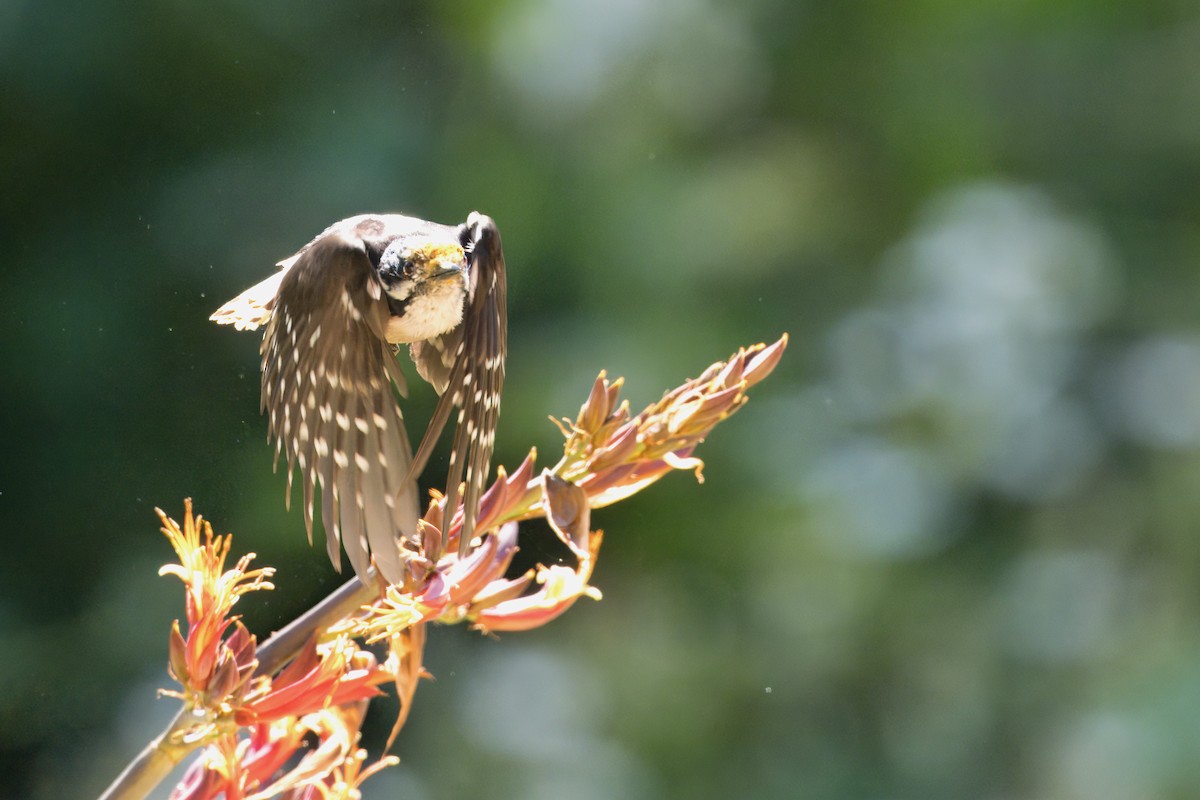 Downy Woodpecker - ML620316828