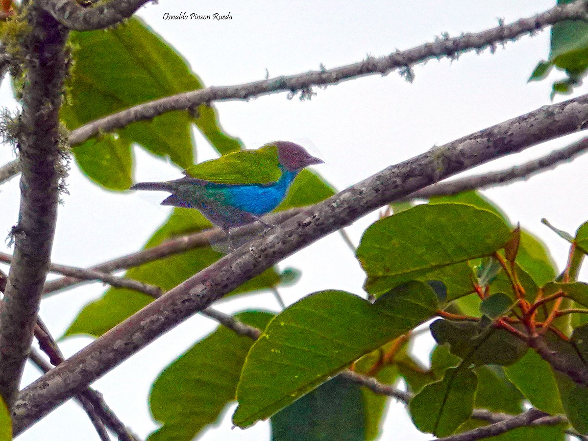 Bay-headed Tanager - ML620316838