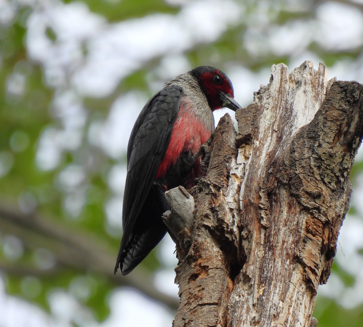 Lewis's Woodpecker - ML620316850