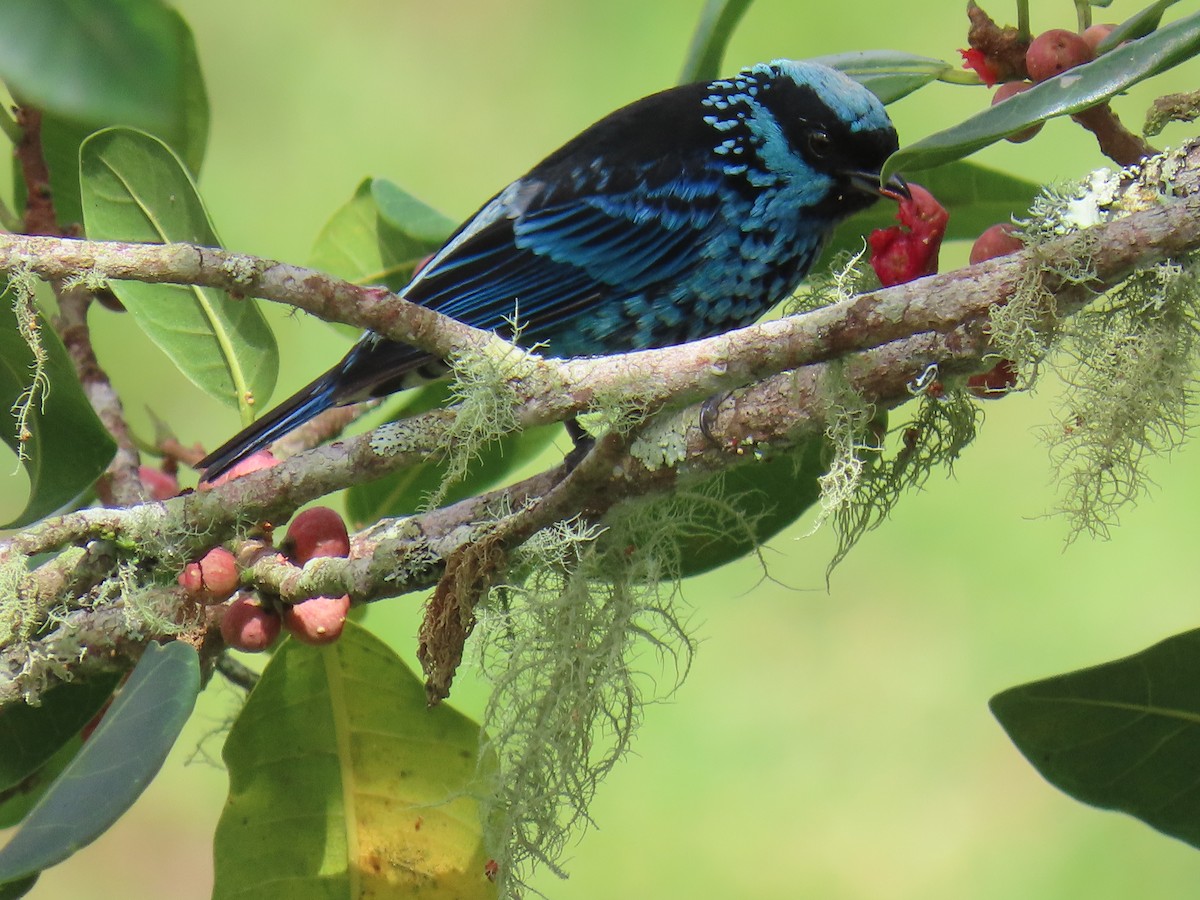 Beryl-spangled Tanager - ML620316859