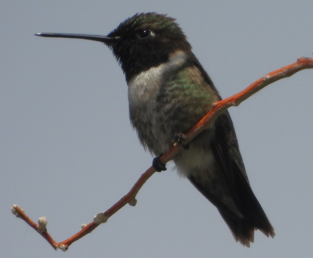 Black-chinned Hummingbird - ML620316865