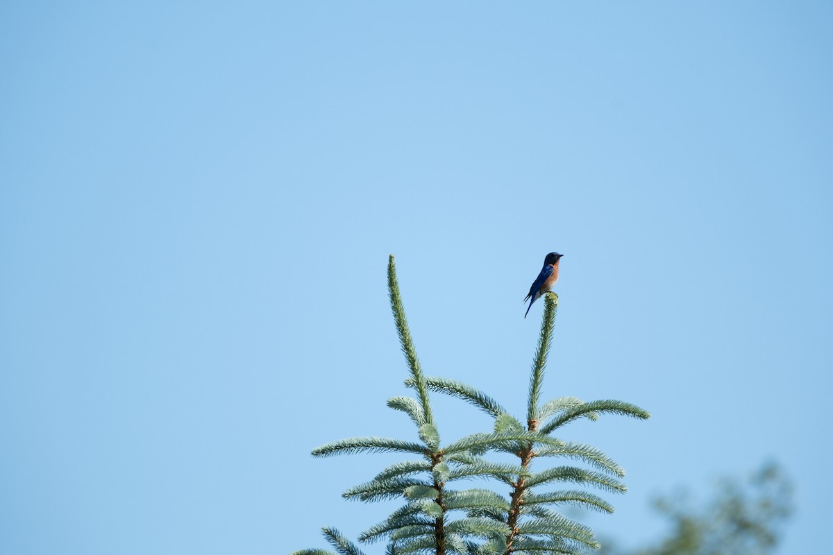 Barn Swallow - ML620316873