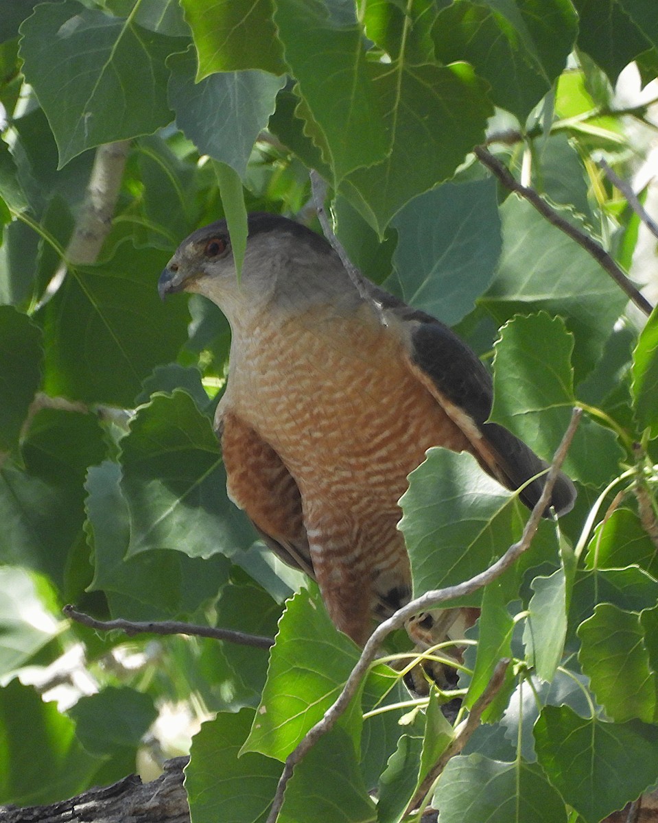 Cooper's Hawk - ML620316875