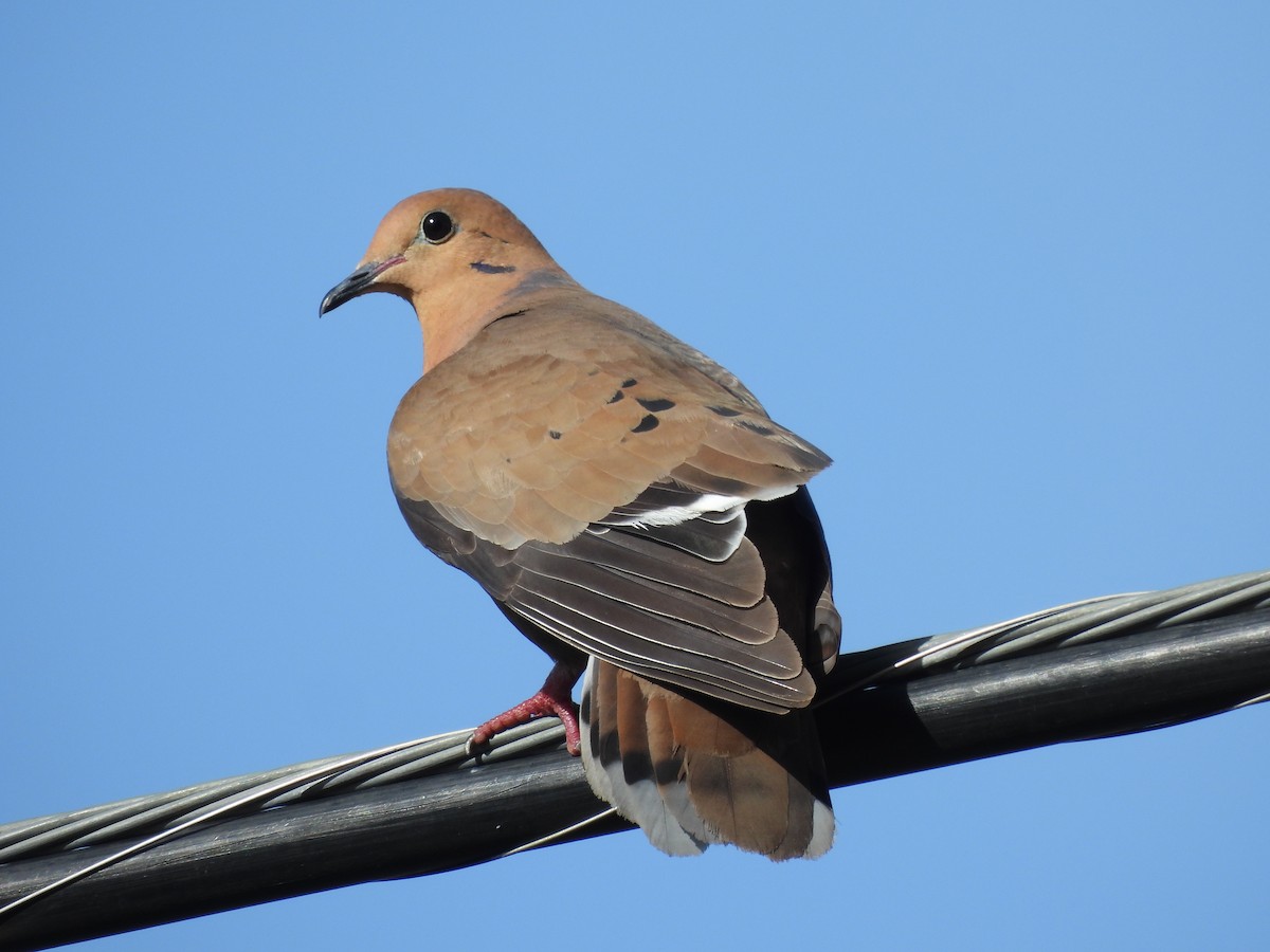 Zenaida Dove - ML620316876