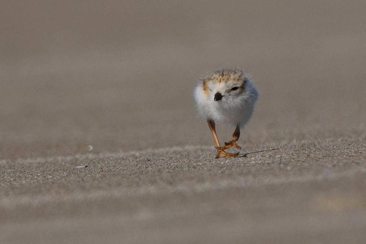 Piping Plover - ML620316889