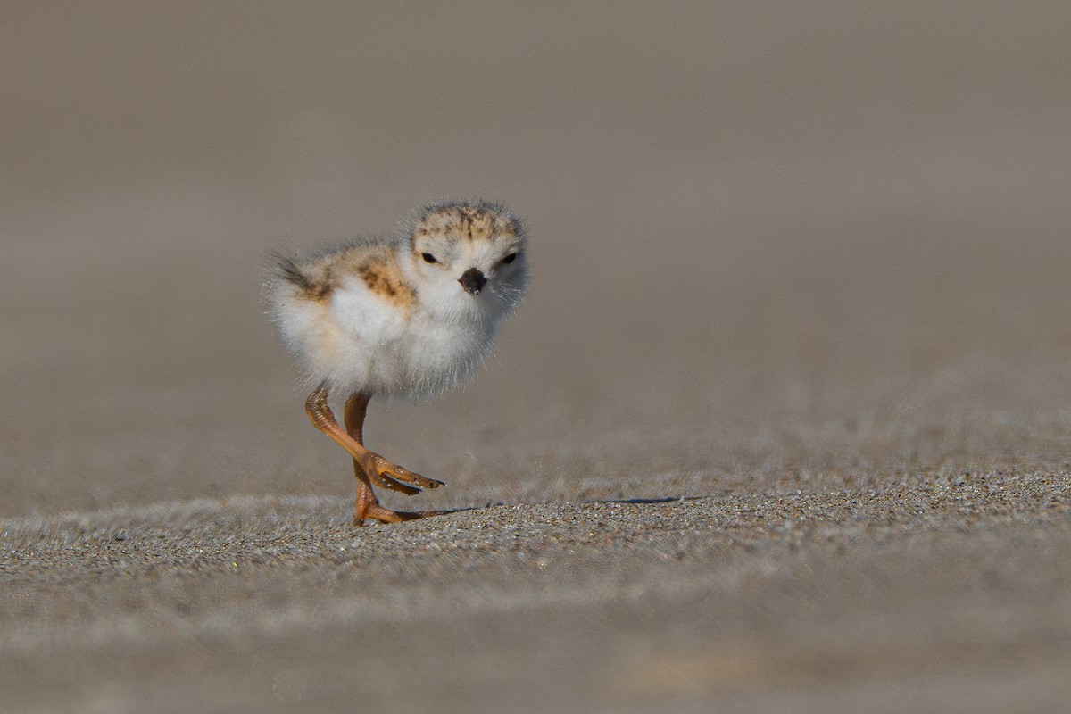Piping Plover - ML620316890