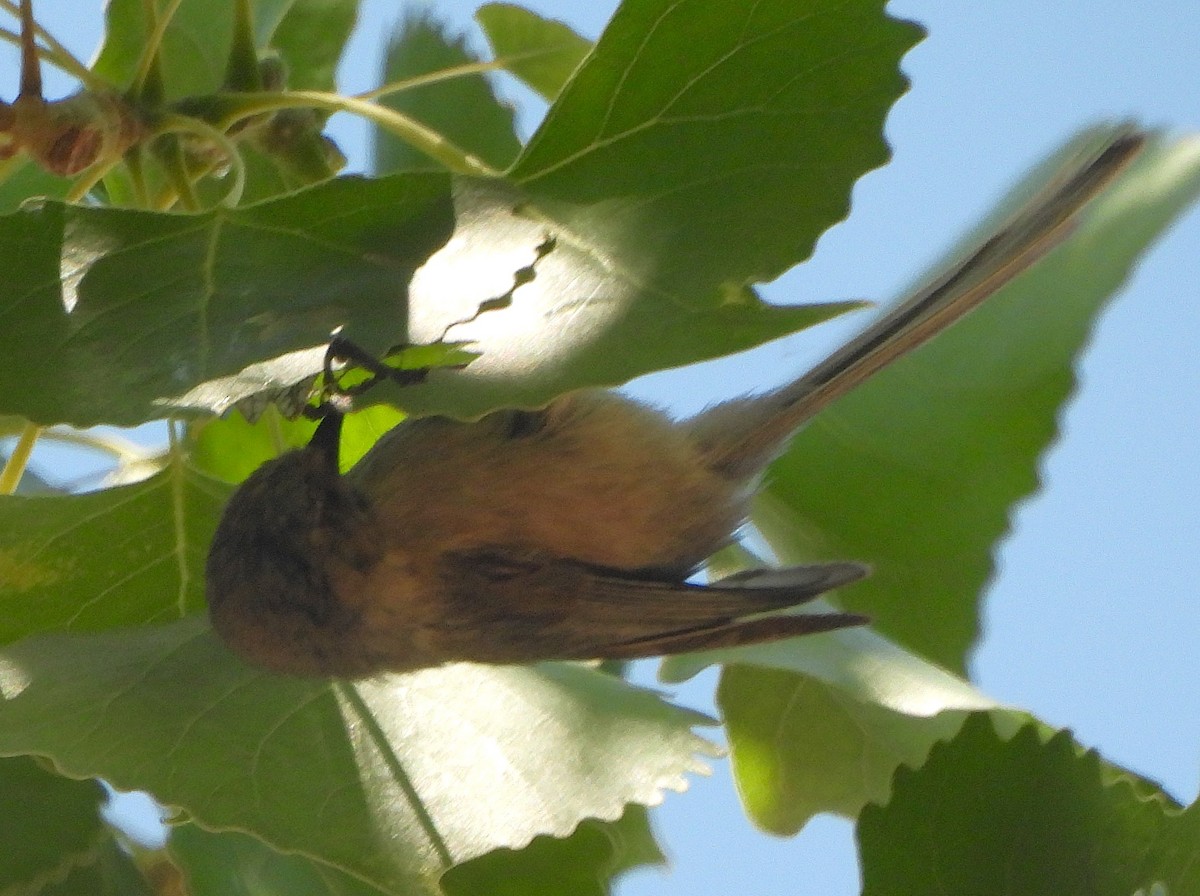 Bushtit - ML620316894