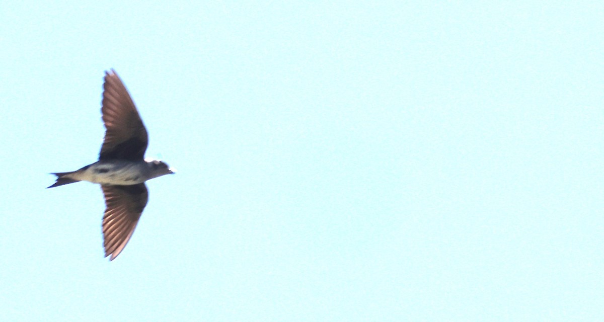 Golondrina Purpúrea - ML620316895