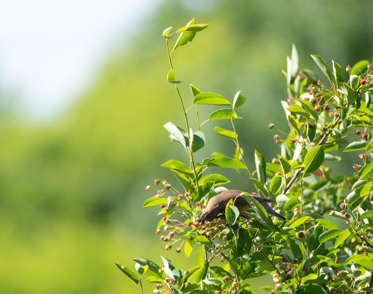 Cedar Waxwing - ML620316897