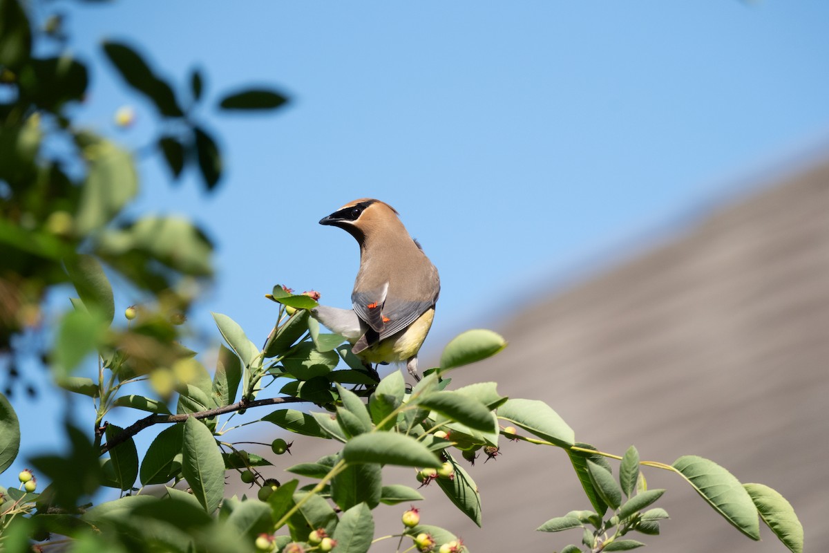 Cedar Waxwing - ML620316899