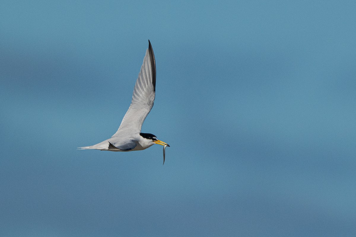 Least Tern - ML620316900