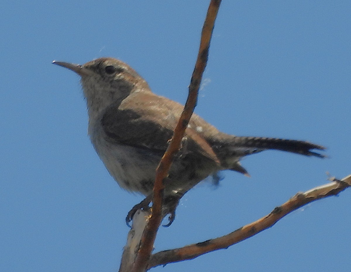 Bewick's Wren - ML620316901