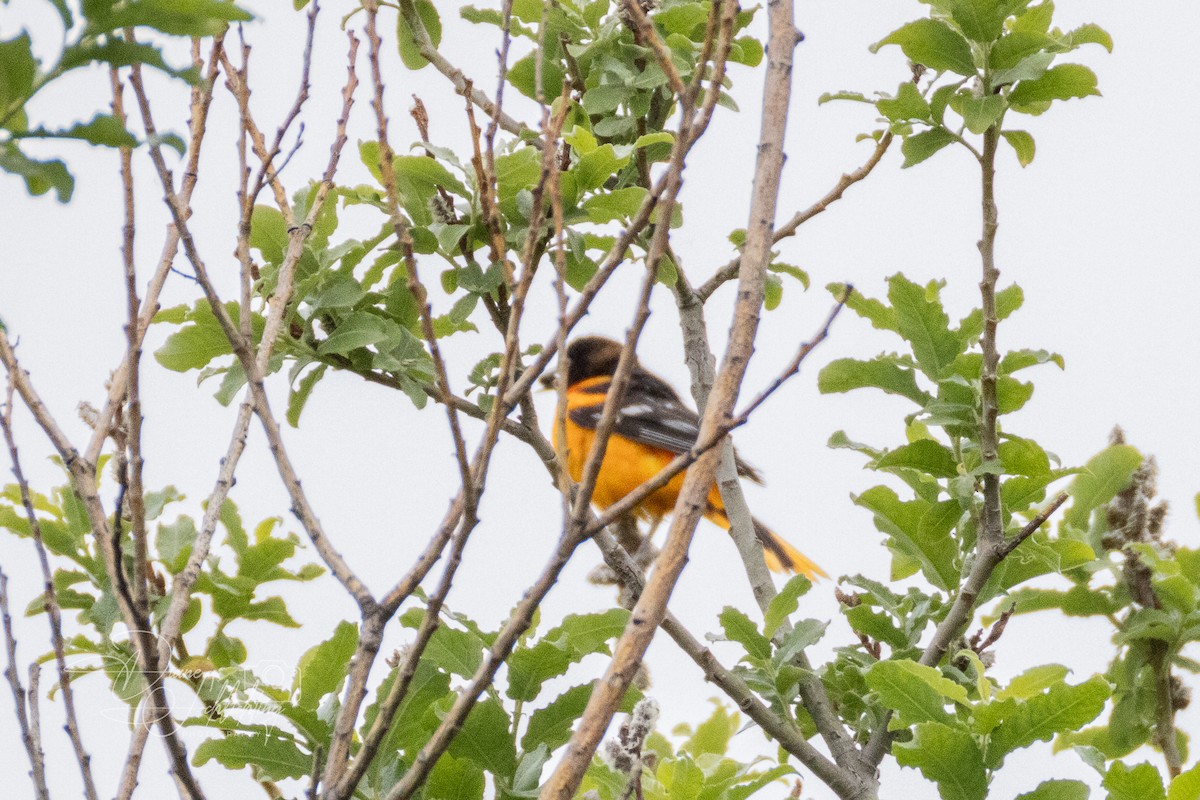 Baltimore Oriole - ML620316903