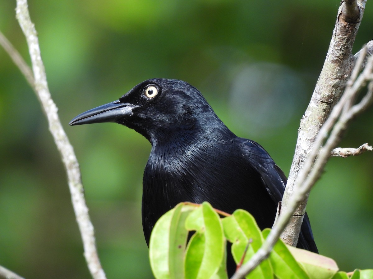 Greater Antillean Grackle - ML620316904