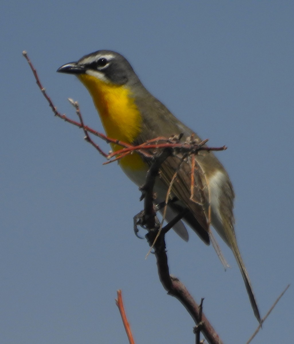 Yellow-breasted Chat - ML620316910