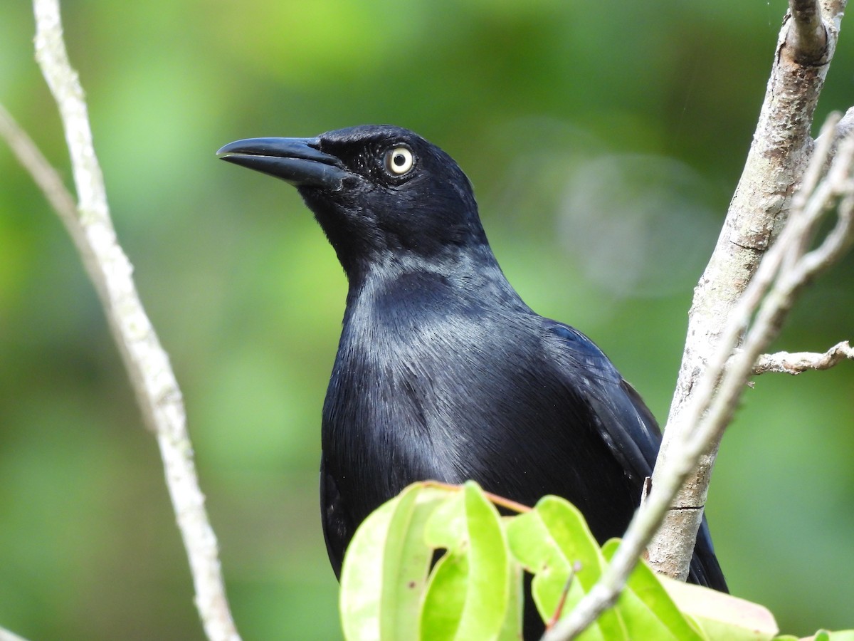 Greater Antillean Grackle - ML620316914