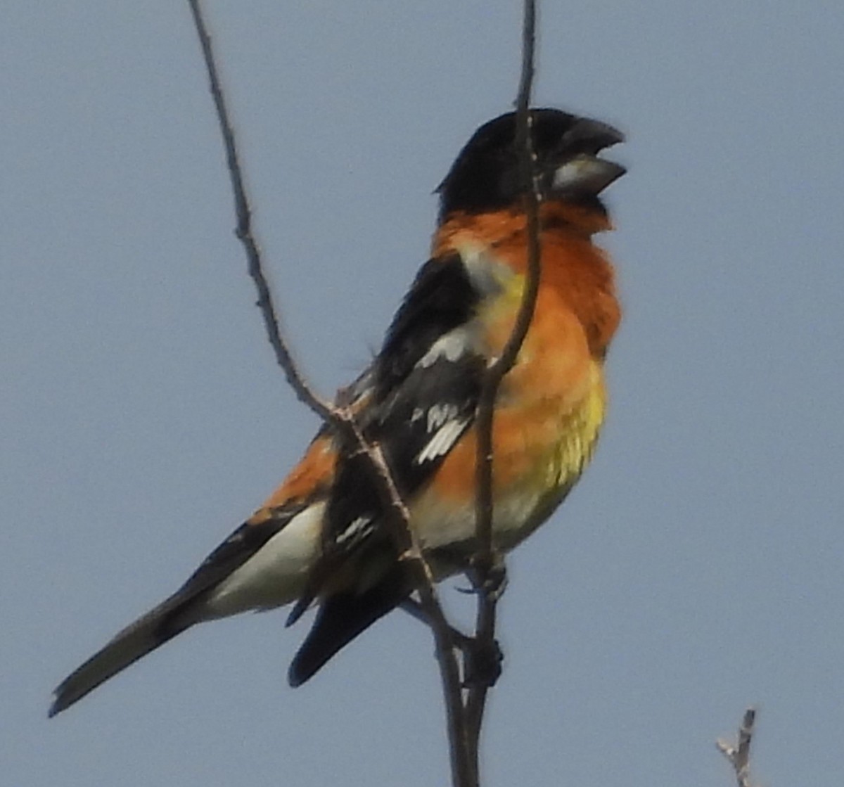 Cardinal à tête noire - ML620316916