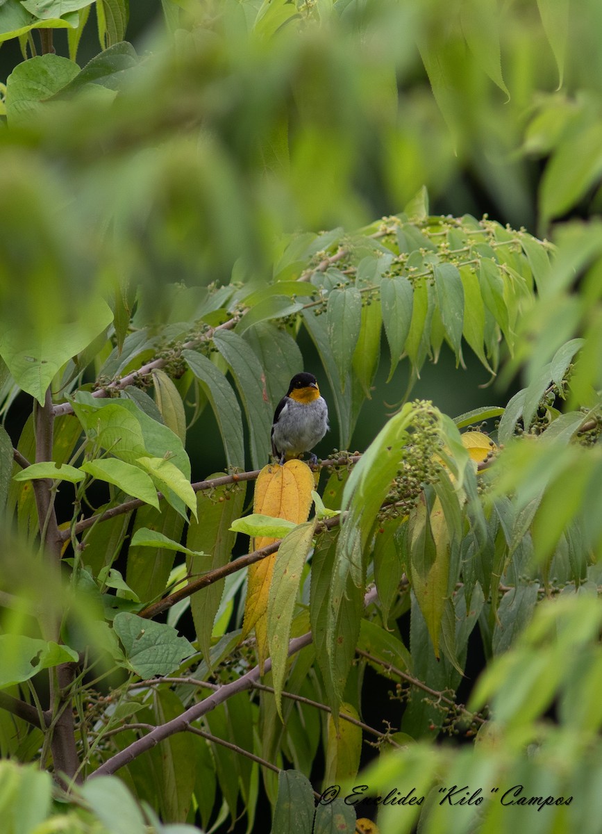 Yellow-backed Tanager - ML620316917