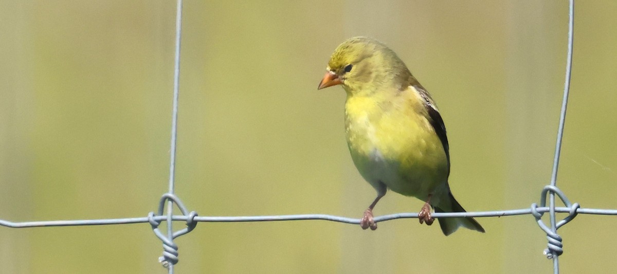 Chardonneret jaune - ML620316918