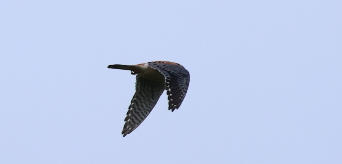 American Kestrel - ML620316919