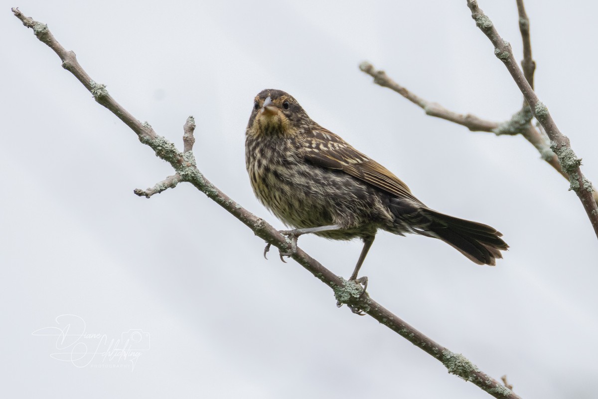 Red-winged Blackbird - ML620316922