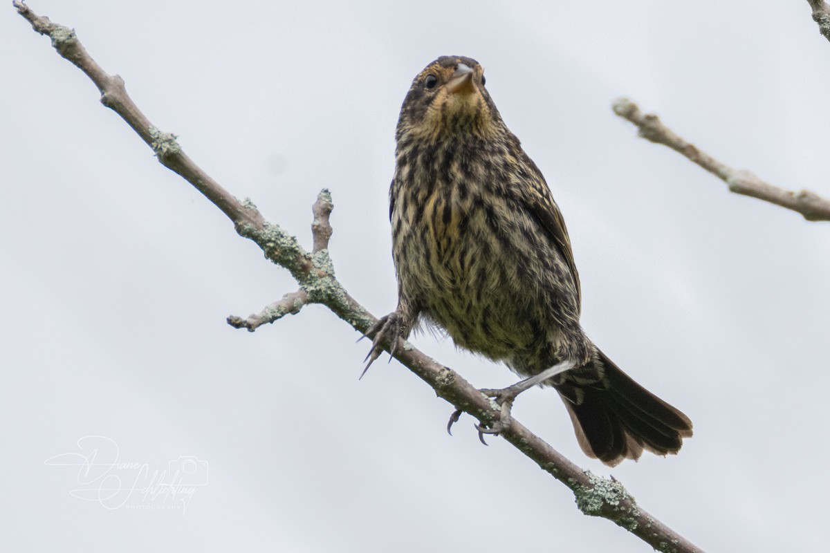 Red-winged Blackbird - ML620316924