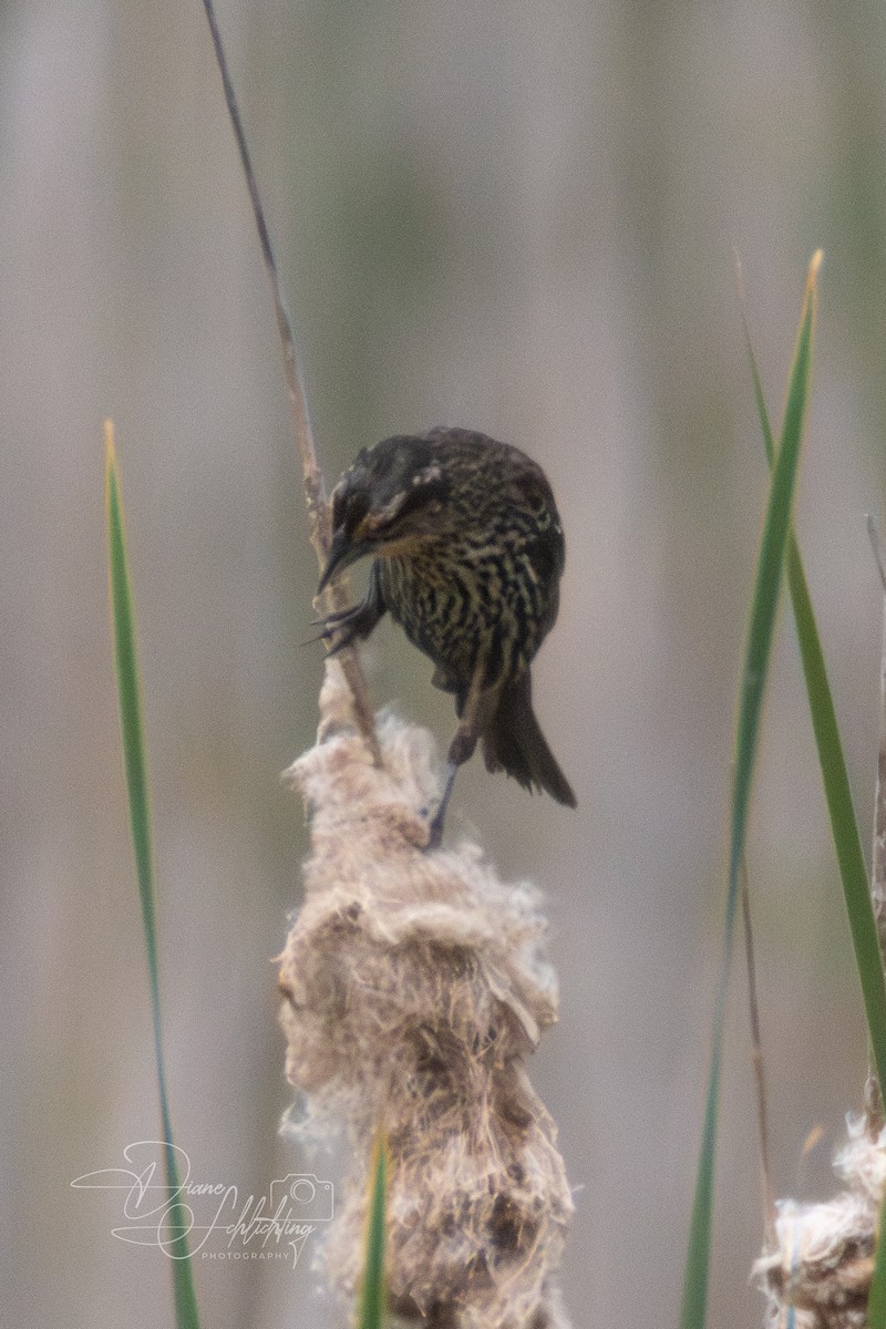 Red-winged Blackbird - ML620316926