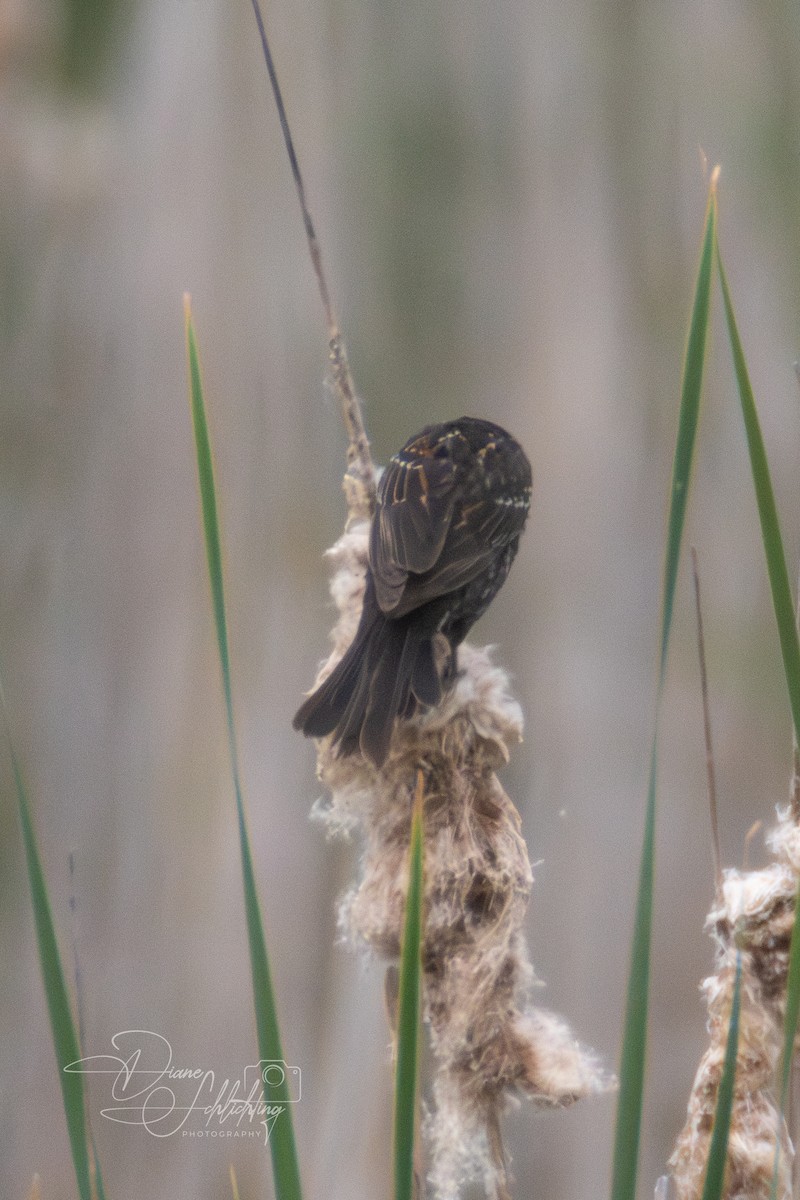 Red-winged Blackbird - ML620316927