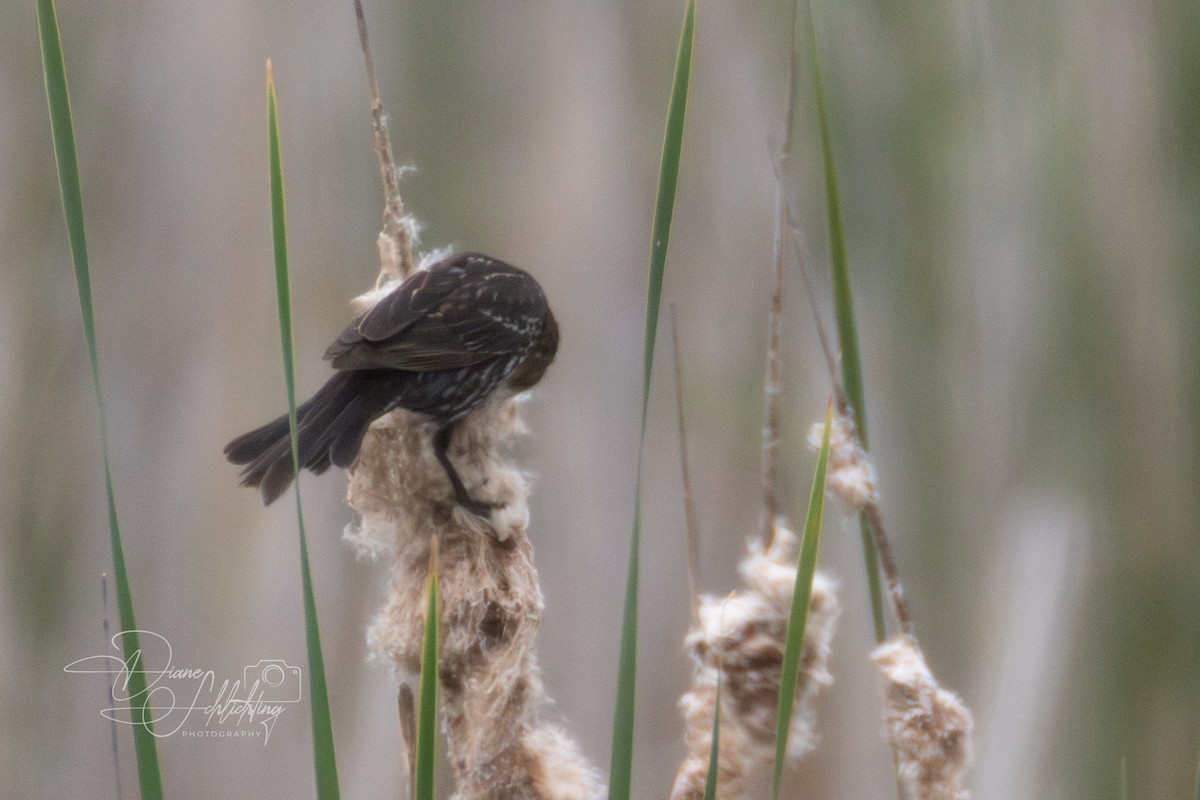 Red-winged Blackbird - ML620316928