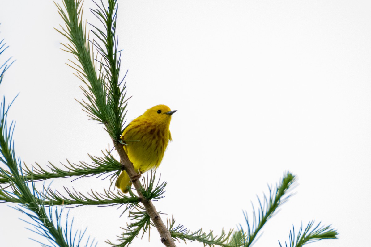 Paruline jaune - ML620316943