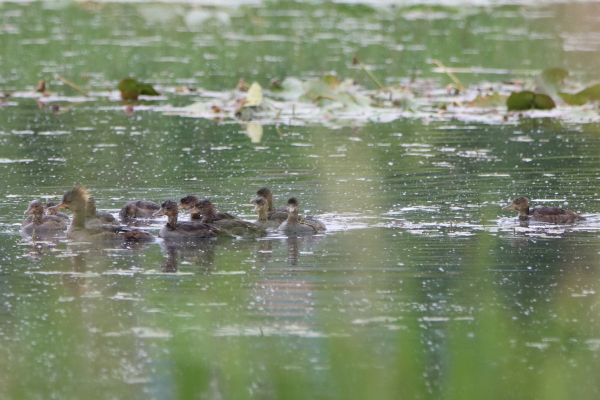 Hooded Merganser - ML620316950