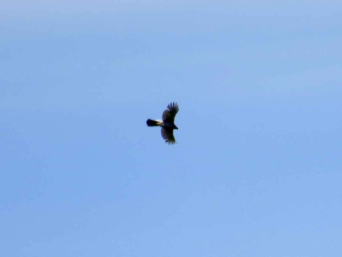 Cooper's Hawk - ML620316955