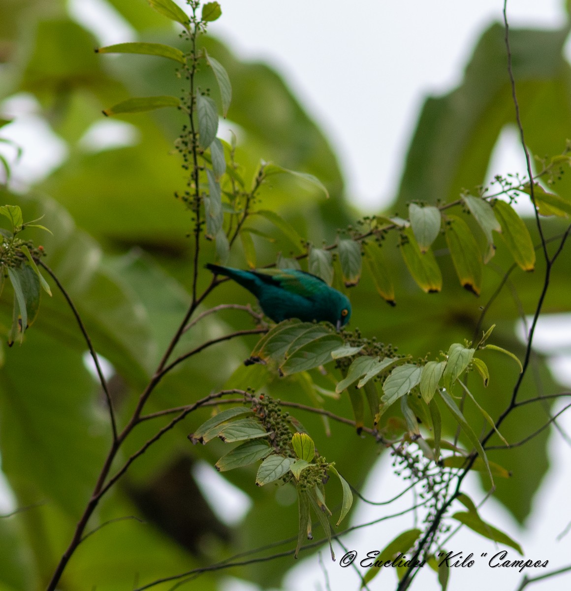 Dacnis vert - ML620316959