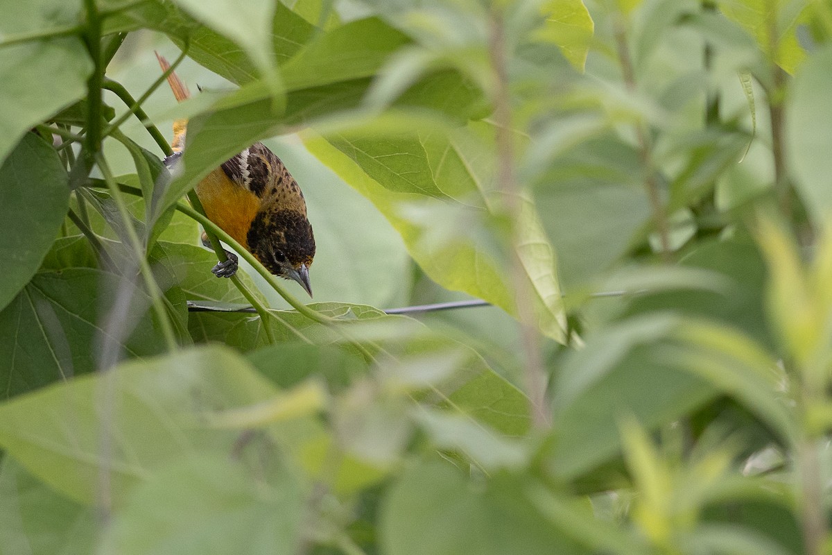 Baltimore Oriole - ML620316968