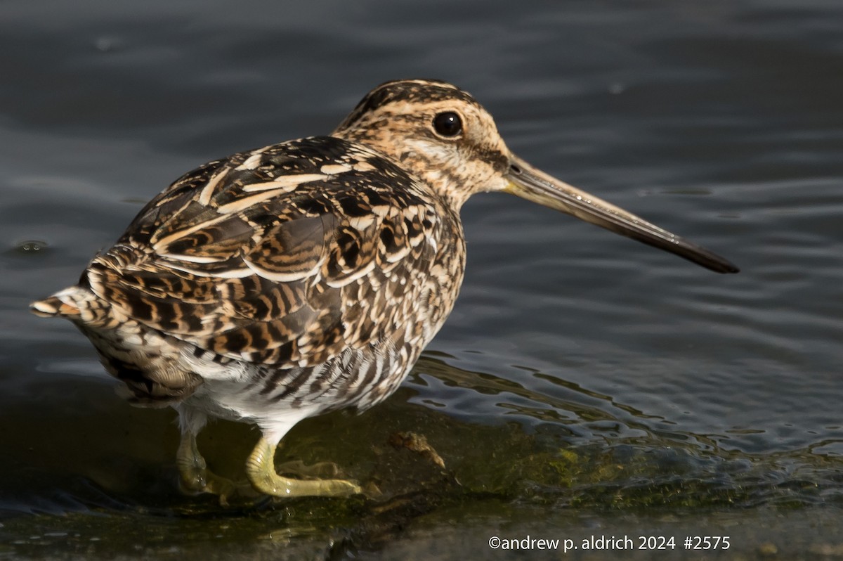 Wilson's Snipe - ML620316977