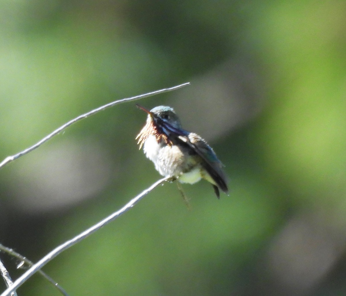 Calliope Hummingbird - ML620316983