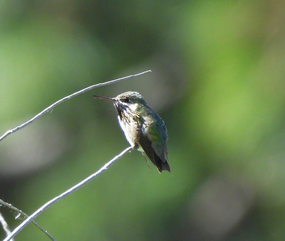 Calliope Hummingbird - ML620316984