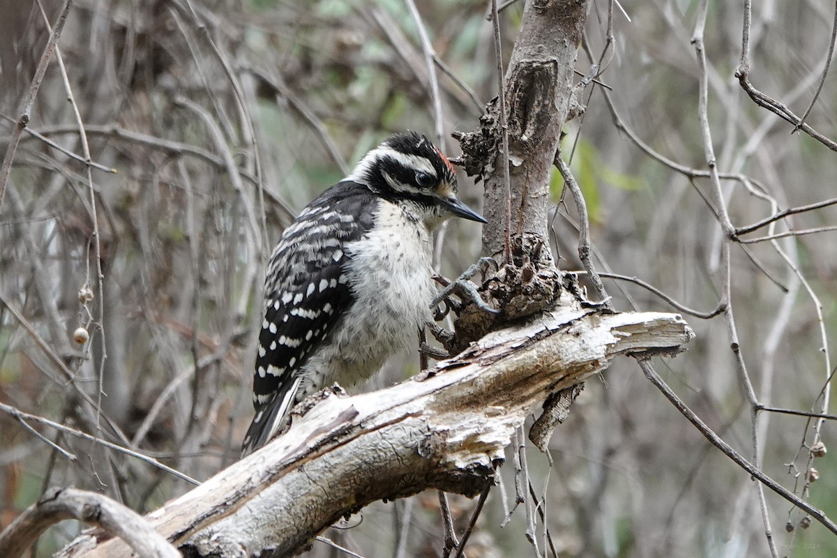 Nuttall's Woodpecker - ML620316985