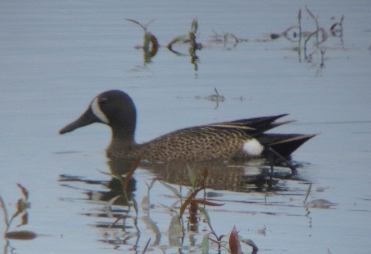 Blue-winged Teal - ML620316986