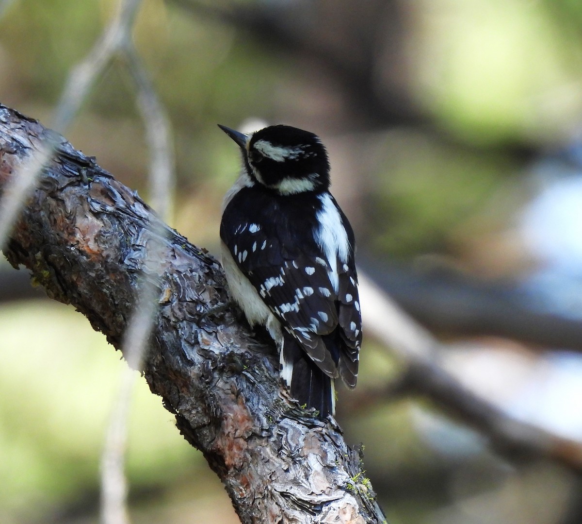 Downy Woodpecker - ML620316989