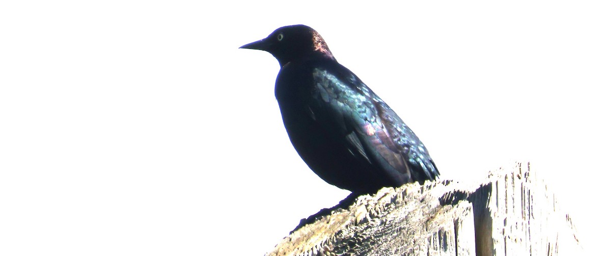 Brewer's Blackbird - ML620316993