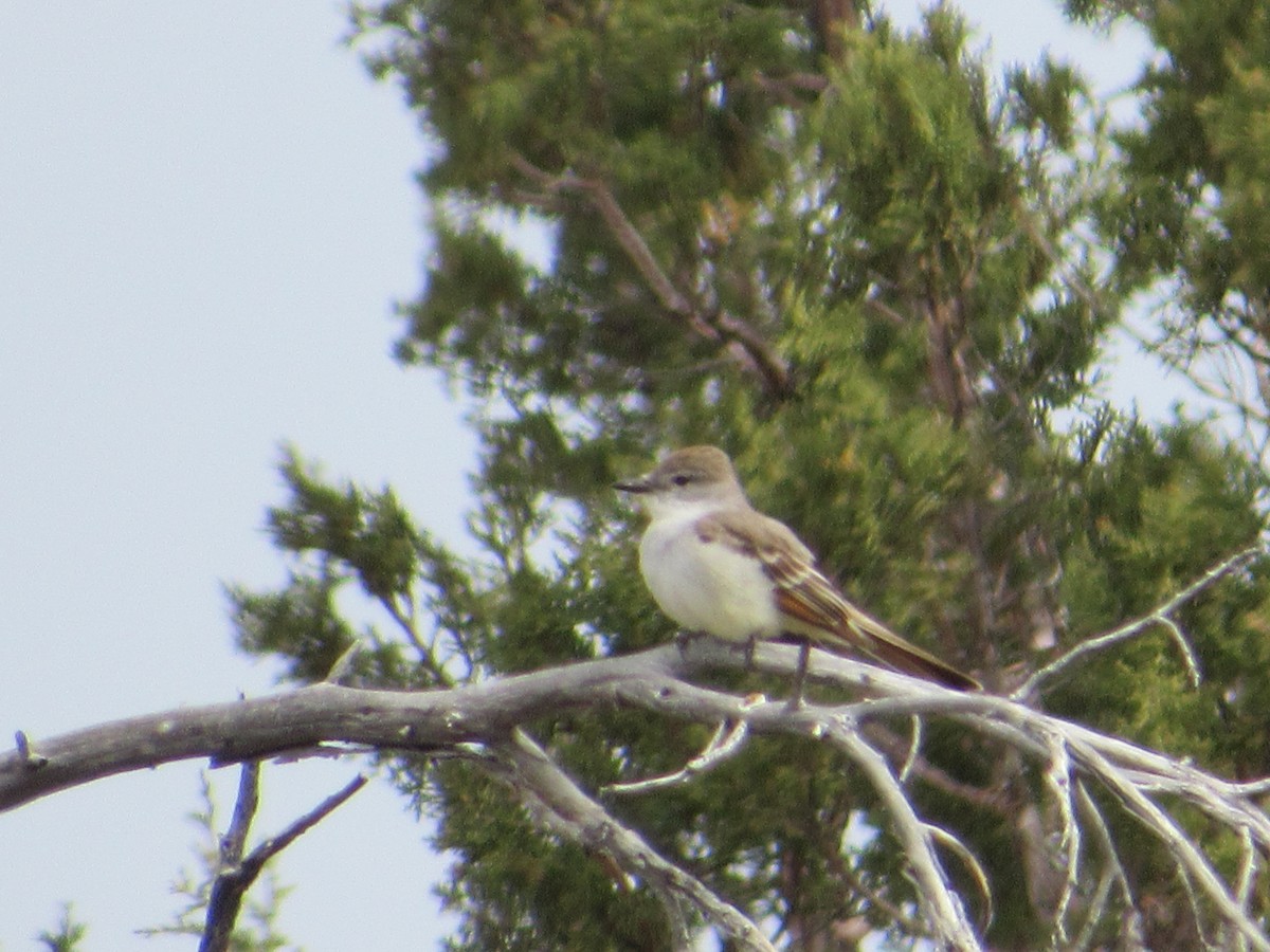 Ash-throated Flycatcher - ML620316995