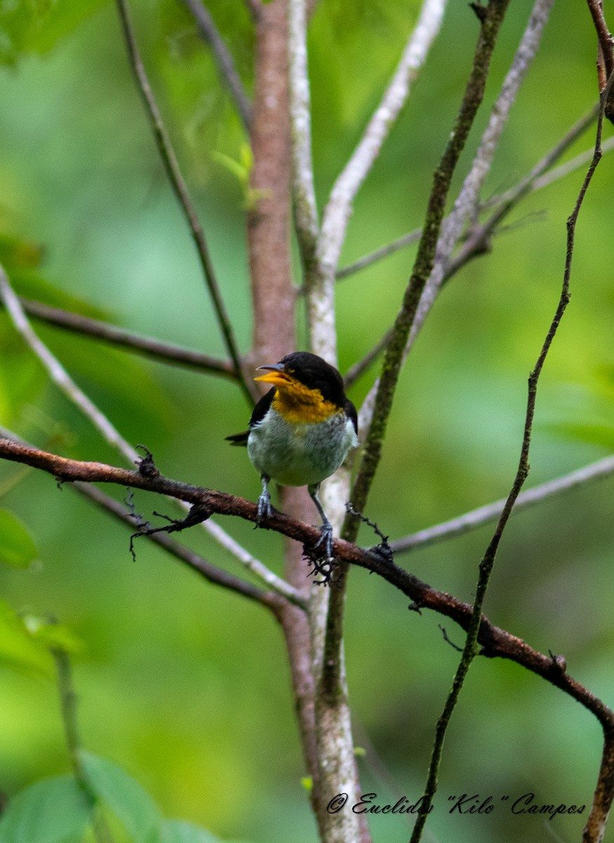 Yellow-backed Tanager - ML620316998