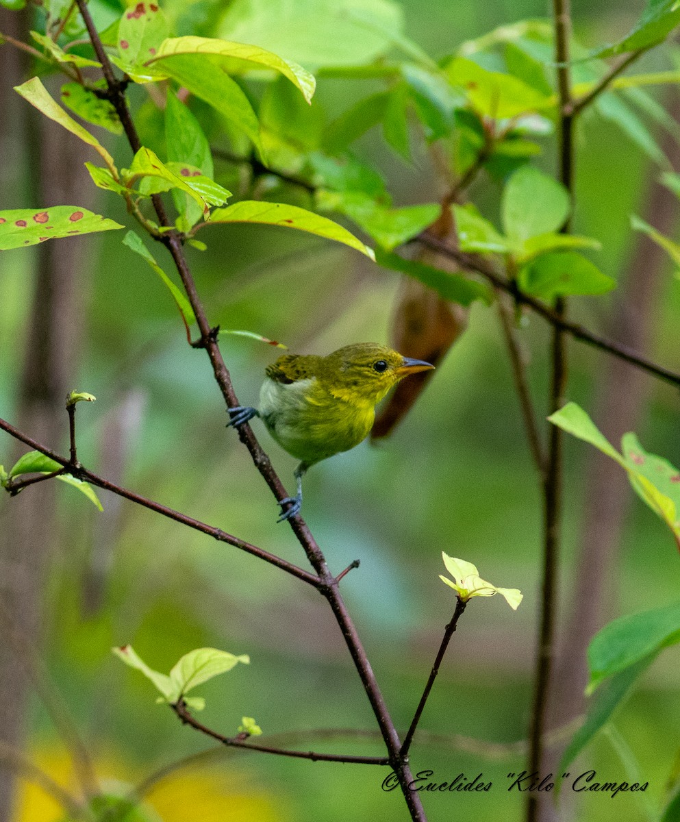 Yellow-backed Tanager - ML620316999
