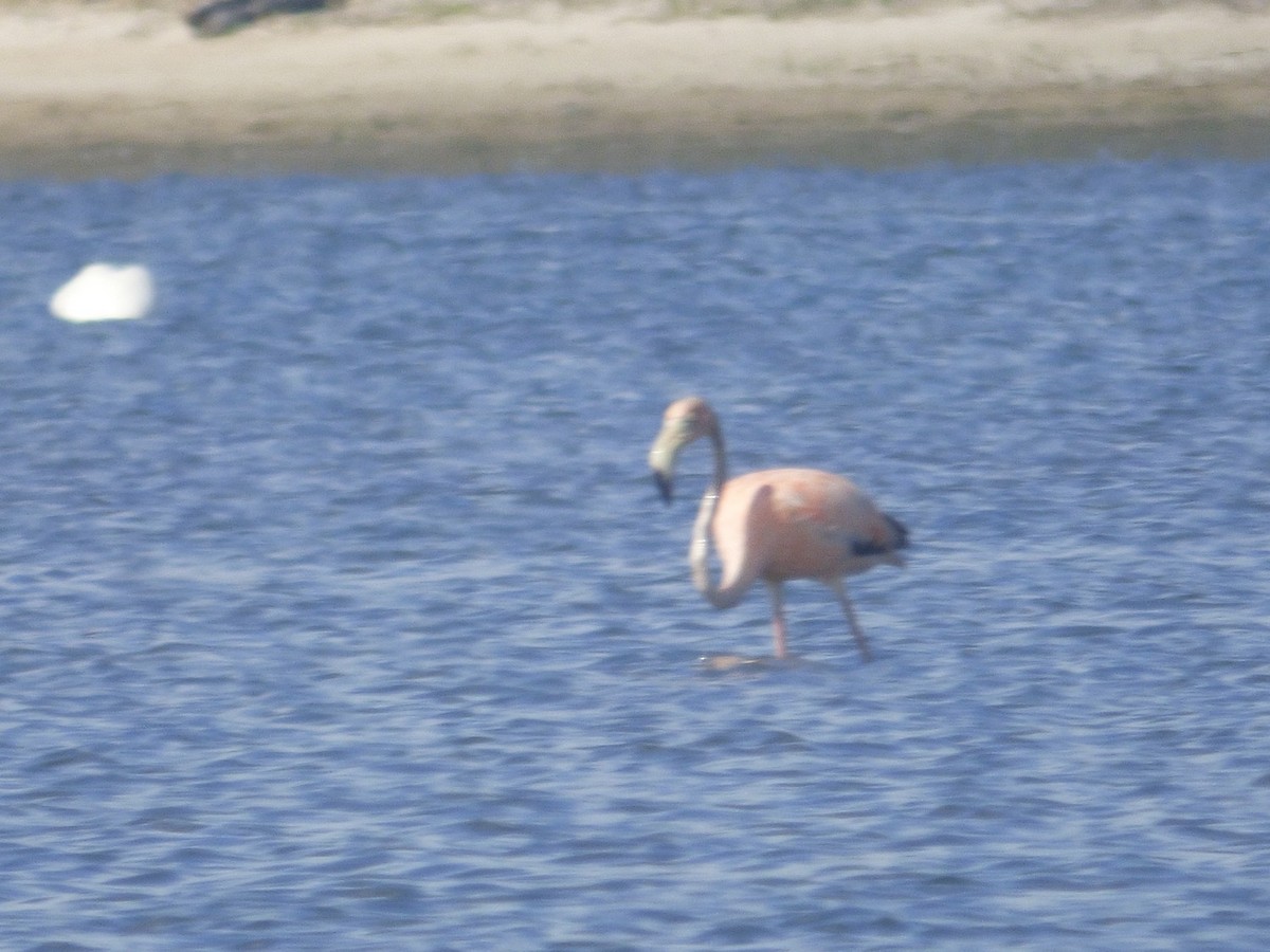 American Flamingo - ML620317001
