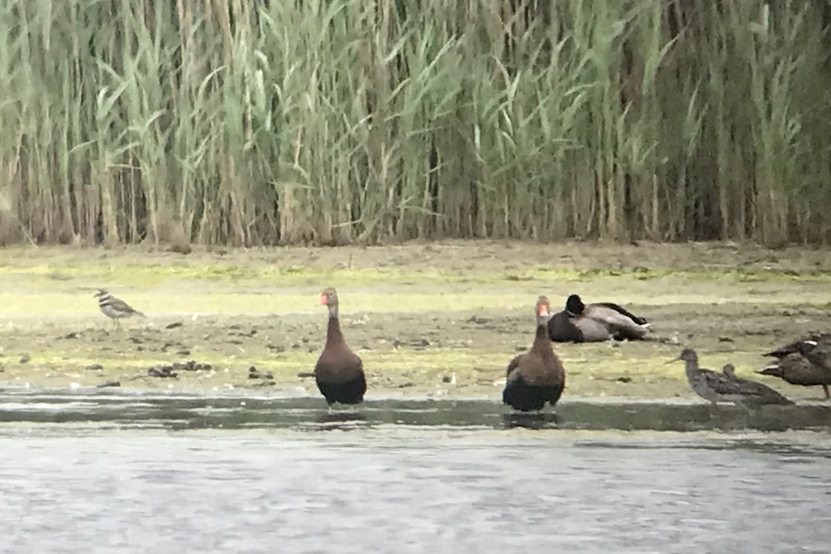 Black-bellied Whistling-Duck - ML620317003