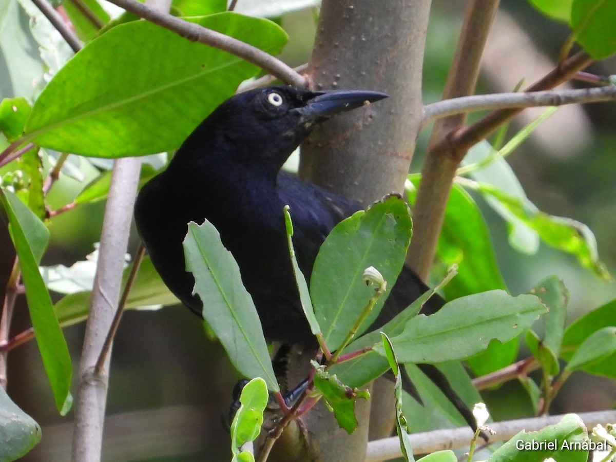 Greater Antillean Grackle - ML620317005