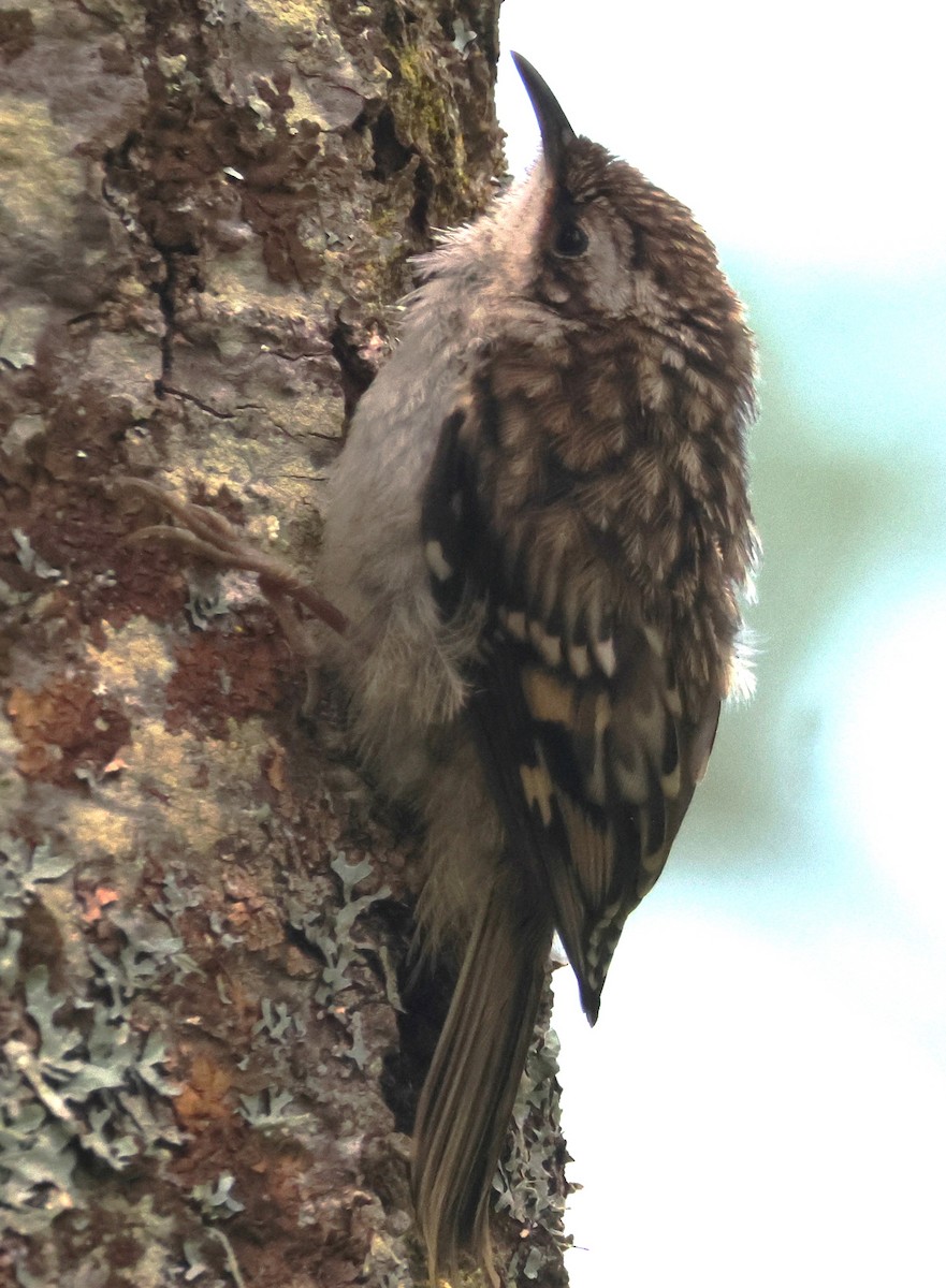 Brown Creeper - ML620317006