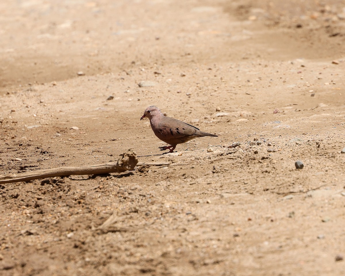 Common Ground Dove - ML620317020